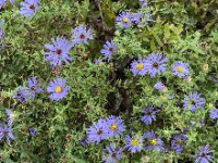Spring Garden Clean-Up