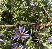 Pollinator Garden Workday