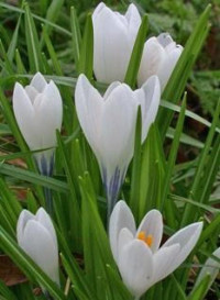 ERUUF CUUPS Candlemas Celebration