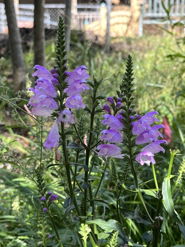 2DB8FB05 BE26 4733 A0B6 EE72C05CD63D 1 105 c